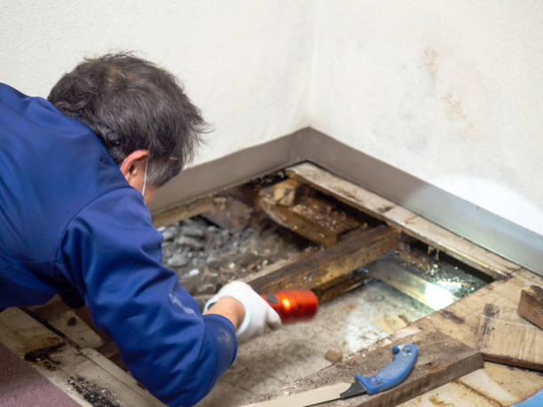 Best Attic Mold Removal  in Lake City, SC
