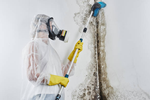 Best Mold Damage Repair  in Lake City, SC