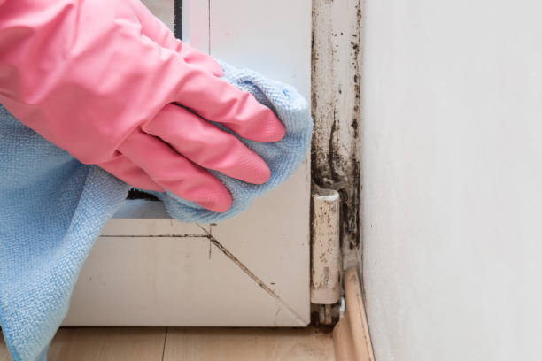 Best Certified Mold Removal  in Lake City, SC